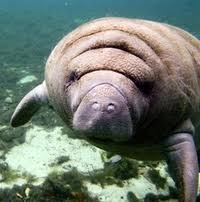 manatee